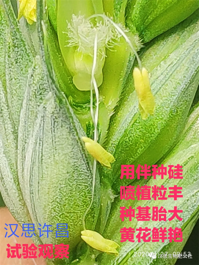 小麥灌漿期 《植粒豐》助力“頂滿倉”